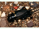 Grillo de dos manchas<br />(Gryllus bimaculatus)