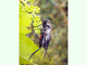 Grillo de dos manchas<br />(Gryllus bimaculatus)