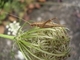 Grillo italiano<br />(Oecanthus pellucens)