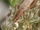 Grillo italiano<br />(Oecanthus pellucens)