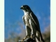 Halcón peregrino<br />(Falco peregrinus)