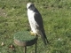 Halcón sacre<br />(Falco cherrug)
