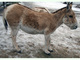 Hemión<br />(Equus hemionus)