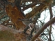 Herrerillo capuchino<br />(Parus cristatus)