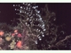 Hidroide árbol de navidad<br />(Pennaria disticha)