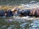 Hipopótamo<br />(Hippopotamus amphibius)