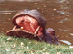 Hipopótamo<br />(Hippopotamus amphibius)