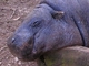 Hipopótamo pigmeo<br />(Choeropsis liberiensis)