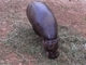 Hipopótamo pigmeo<br />(Choeropsis liberiensis)