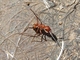 Hormiga de sangre<br />(Formica sanguinea)
