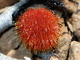 Hormiga de terciopelo rojo<br />(Dasymutilla magnifica)