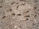 Hormiga negra de jardín<br />(Lasius niger)