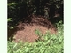 Hormiga roja<br />(Formica rufa)