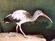 Ibis blanco americano<br />(Eudocimus albus)