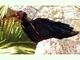 Ibis eremita<br />(Geronticus eremita)
