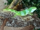 Iguana bandeada de las islas Fiji<br />(Brachylophus fasciatus)