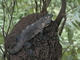 Iguana negra<br />(Ctenosaura similis)