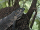 Iguana negra<br />(Ctenosaura similis)