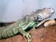 Iguana verde<br />(Iguana iguana)