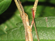 Insecto palo común<br />(Carausius morosus)