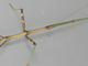 Insecto palo común<br />(Carausius morosus)