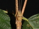 Insecto palo de Vietnam<br />(Medauroidea extradentata)