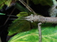 Insecto palo de Vietnam<br />(Medauroidea extradentata)