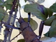 Insecto palo espinoso de Nueva Guinea<br />(Eurycantha calcarata)
