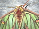 Isabelina<br />(Graellsia isabellae)