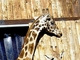 Jirafa del norte<br />(Giraffa camelopardalis)