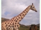Jirafa del norte<br />(Giraffa camelopardalis)