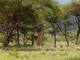 Jirafa masai<br />(Giraffa tippelskirchi)