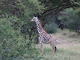 Jirafa masai<br />(Giraffa tippelskirchi)