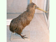 Kiwi pardo<br />(Apteryx australis)