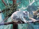 Koala<br />(Phascolarctos cinereus)