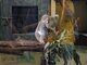 Koala<br />(Phascolarctos cinereus)