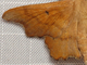 Lacosoma<br />(Lacosoma chiridota)