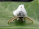 Lagarta de cola parda<br />(Euproctis chrysorrhoea)