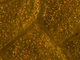 Lagartija colilarga occidental<br />(Psammodromus manuelae)