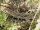 Lagartija colirroja<br />(Acanthodactylus erythrurus)