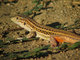 Lagartija colirroja<br />(Acanthodactylus erythrurus)