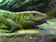 Lagarto caimán norteño<br />(Dracaena guianensis)