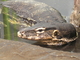 Lagarto monitor acuático<br />(Varanus salvator)