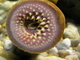 Lamprea marina<br />(Petromyzon marinus)
