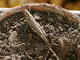 Langosta egipcia<br />(Anacridium aegyptium)
