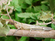Langosta egipcia<br />(Anacridium aegyptium)
