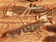 Langosta migradora<br />(Locusta migratoria)