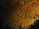 Látigo de mar amarillo<br />(Eunicella cavolini)