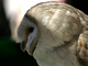 Lechuza blanca<br />(Tyto alba)