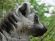 Lémur de cola anillada<br />(Lemur catta)